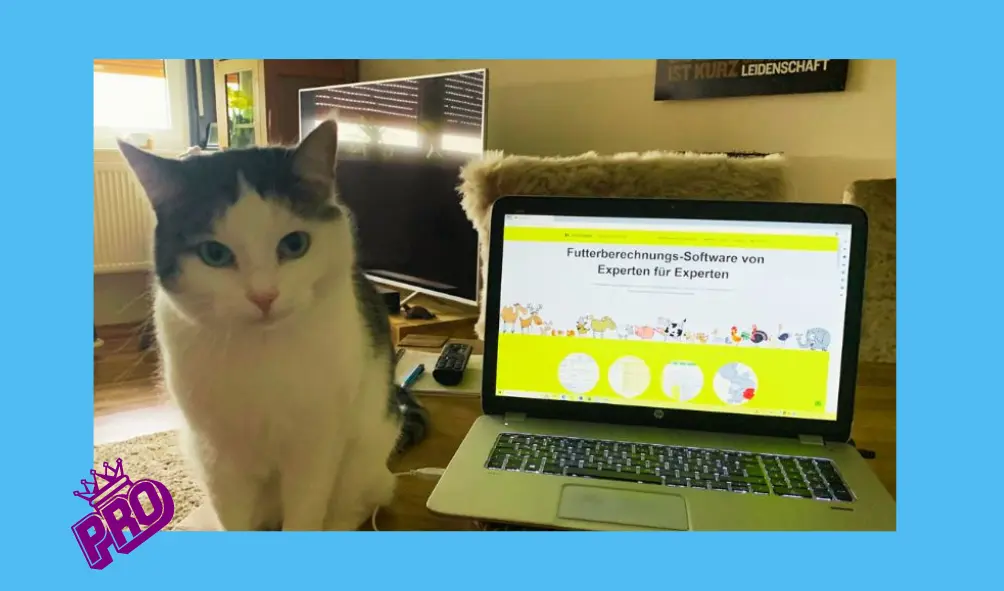 A domestic cat sitting in front of a laptop screen