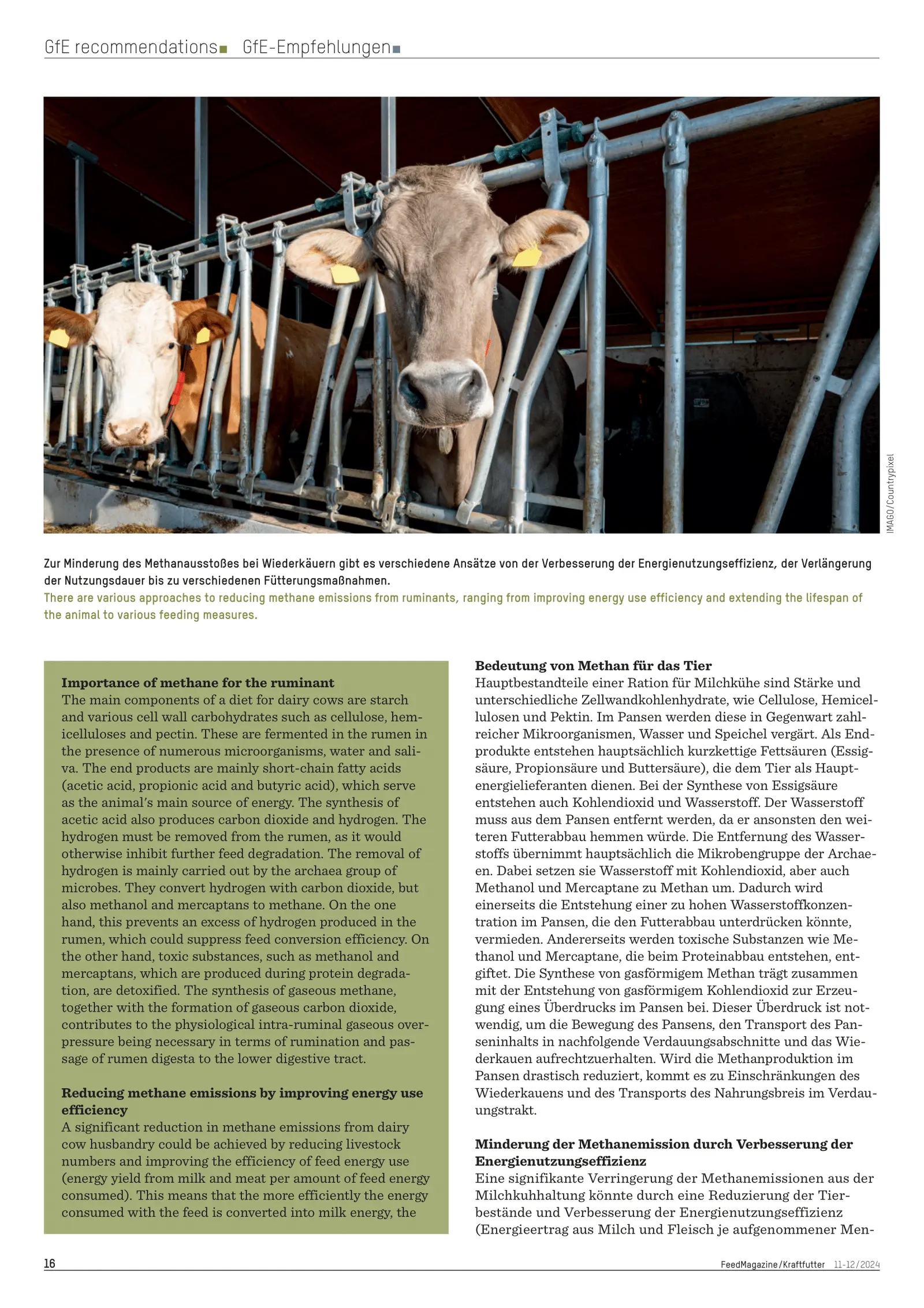 Methane production and feeding, Potential of different feeding strategies varies, FeedMagazine/Kraftfutter 11-12/2024, page 2